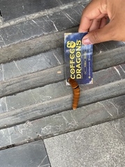 Papilio multicaudata