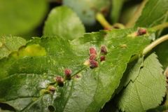 Eriophyes homophyllus