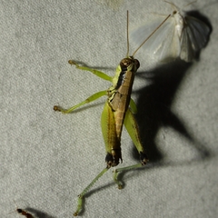 Melanoplus gracilis