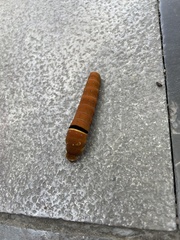 Papilio multicaudata