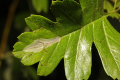 Phyllonorycter leucographella