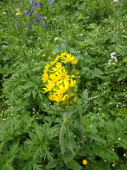 Tephroseris integrifolia