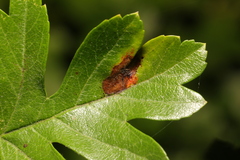 Gymnosporangium clavariiforme