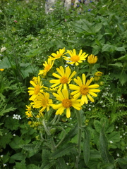 Tephroseris integrifolia