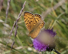 Boloria pales