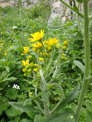 Tephroseris integrifolia