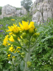 Tephroseris integrifolia