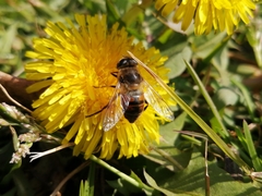 Eristalis tenax