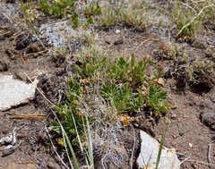 Geum triflorum ciliatum