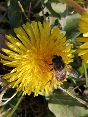 Eristalis tenax