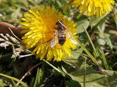 Eristalis tenax