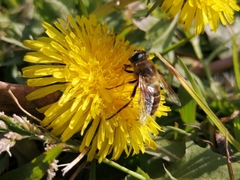 Eristalis tenax
