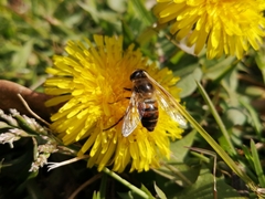 Eristalis tenax