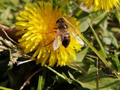 Eristalis tenax