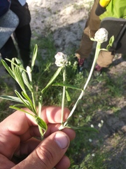 Centaurea pineticola