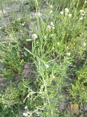 Centaurea pineticola