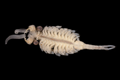 Eubranchipus intricatus