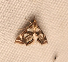 Chrysendeton medicinalis