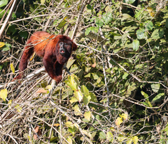 Alouatta