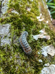 Acronicta hastulifera