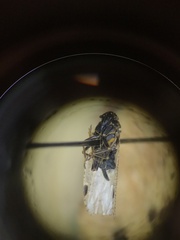 Cixius stigmatus