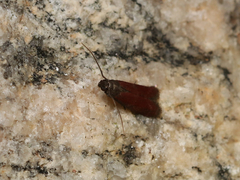 Varneria postremella