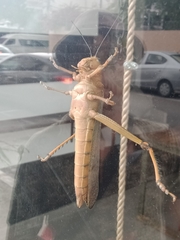 Tropidacris cristata