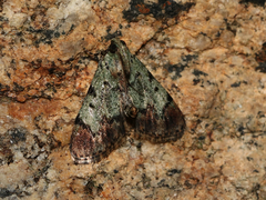 Epipaschia superatalis