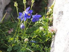 Aquilegia pyrenaica