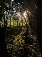 Matteuccia struthiopteris