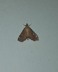 Protonoceras capitalis