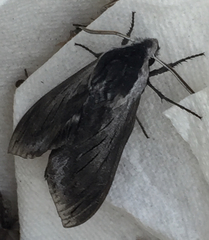 Sphinx perelegans