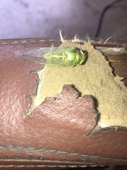 Okanagana viridis