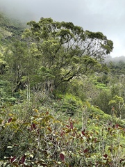 Metrosideros collina