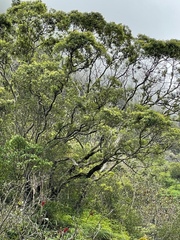 Metrosideros collina