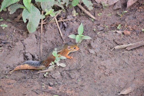 Fire-footed Rope Squirrel