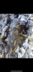 Tibicina