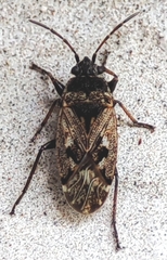 Sphragisticus nebulosus