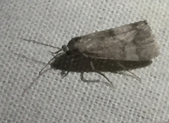 Cisthene faustinula