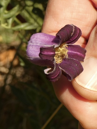 Image of Bigelow's Leatherflower (Clematis bigelovii) by (c) bmasinton, some rights reserved (CC BY-SA)