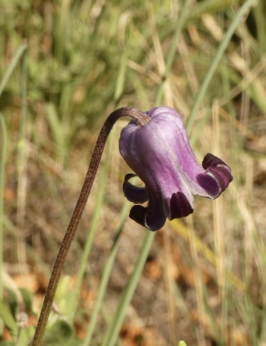 Image of Bigelow's Leatherflower (Clematis bigelovii) by (c) bmasinton, some rights reserved (CC BY-SA)