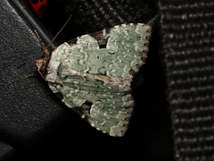 Leuconycta diphteroides