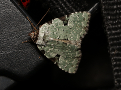 Leuconycta diphteroides