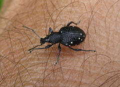 Otiorhynchus gemmatus