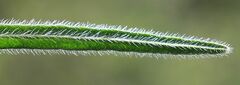 Onosma visianii