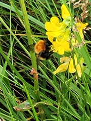 Bombus muscorum