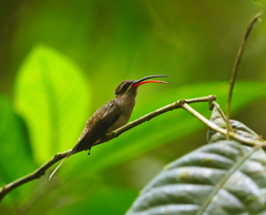 Phaethornis malaris