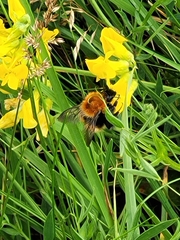 Bombus muscorum