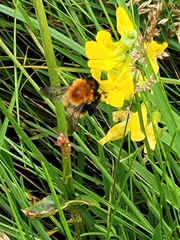 Bombus muscorum