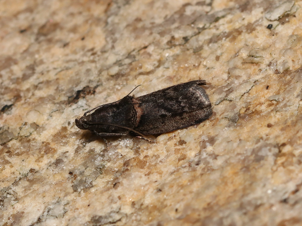 Hickory Shoot Borer Moth and Allies